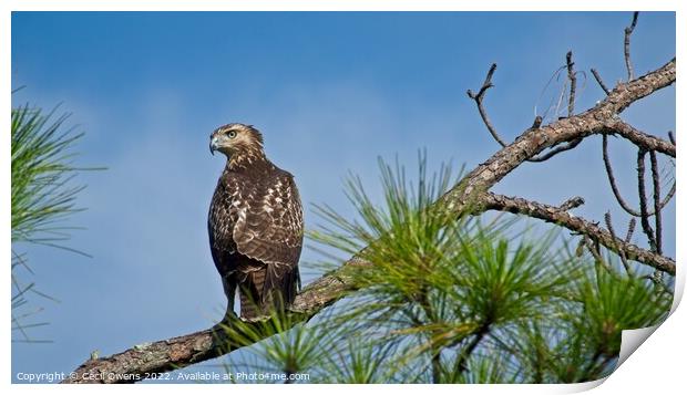 A hawk perched on a tree branch Print by Cecil Owens