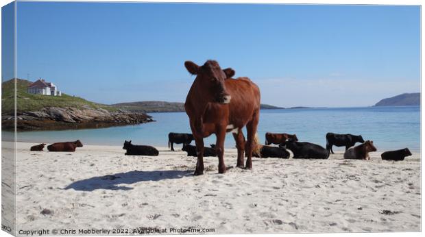 Cows on Vatersay Beach Canvas Print by Chris Mobberley