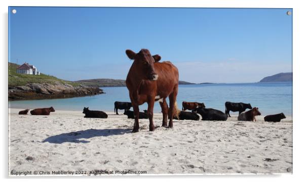 Cows on Vatersay Beach Acrylic by Chris Mobberley