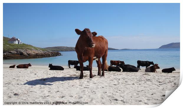 Cows on Vatersay Beach Print by Chris Mobberley