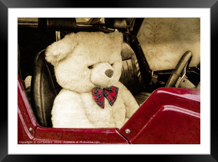 TEDDY GOES FOR A DRIVE Framed Mounted Print by CATSPAWS 