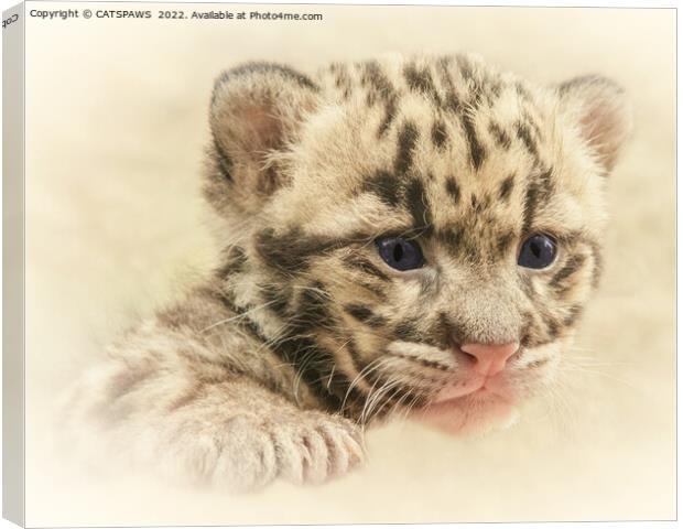 CUTE CLOUDED LEOPARD CUB Canvas Print by CATSPAWS 