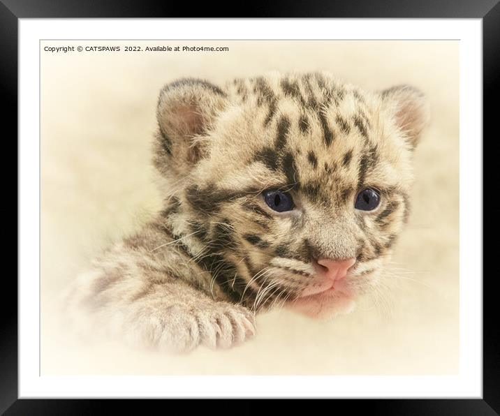 CUTE CLOUDED LEOPARD CUB Framed Mounted Print by CATSPAWS 
