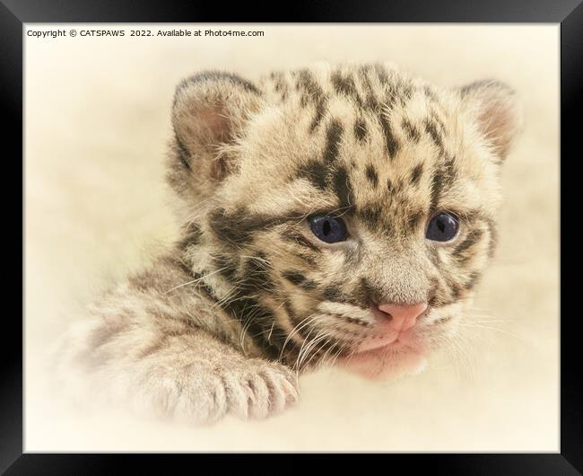 CUTE CLOUDED LEOPARD CUB Framed Print by CATSPAWS 