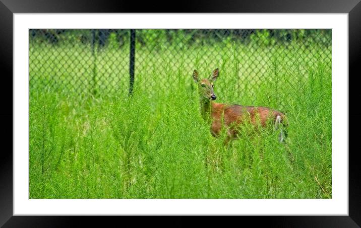 Deer Framed Mounted Print by Cecil Owens