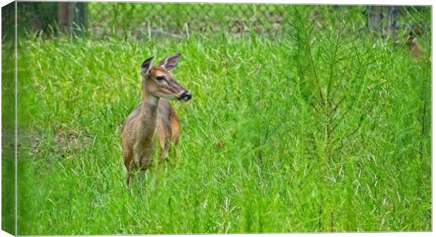 Deer outdoors Canvas Print by Cecil Owens