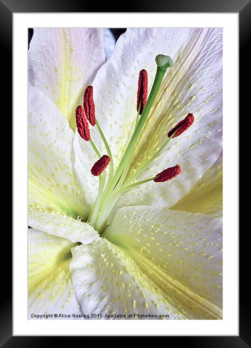 White Lily Framed Mounted Print by Alice Gosling