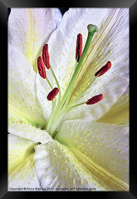 White Lily Framed Print by Alice Gosling