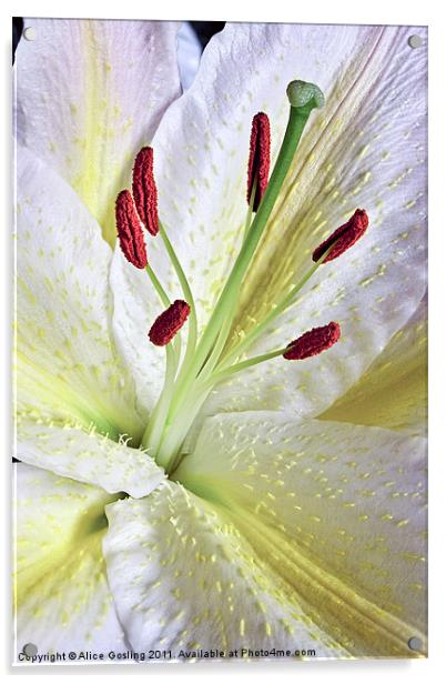 White Lily Acrylic by Alice Gosling