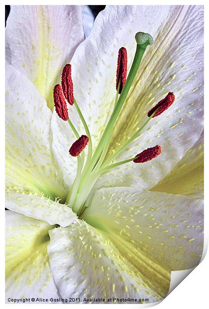 White Lily Print by Alice Gosling