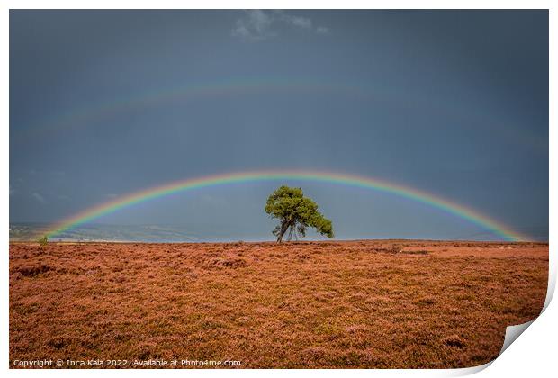 Double Rainbow Over A Solitary Tree On The North Yorkshire Moors Print by Inca Kala