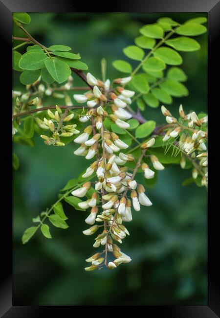 Robinia Pseudoacacia Black Locust Flowers Framed Print by Artur Bogacki