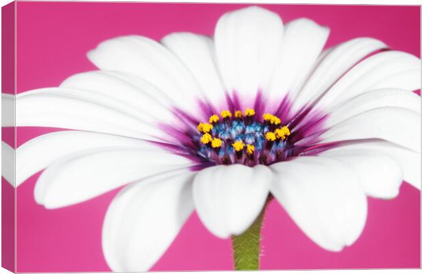 Daisy in Dusky Pink Canvas Print by Sharon Johnstone