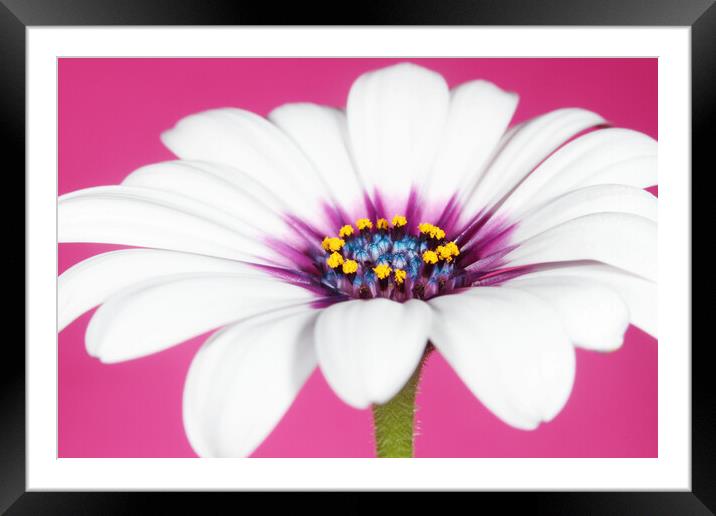 Daisy in Dusky Pink Framed Mounted Print by Sharon Johnstone