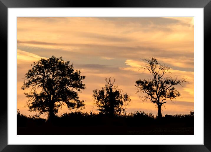 Cotswold Trees At Sunrise Framed Mounted Print by Jonathan Thirkell