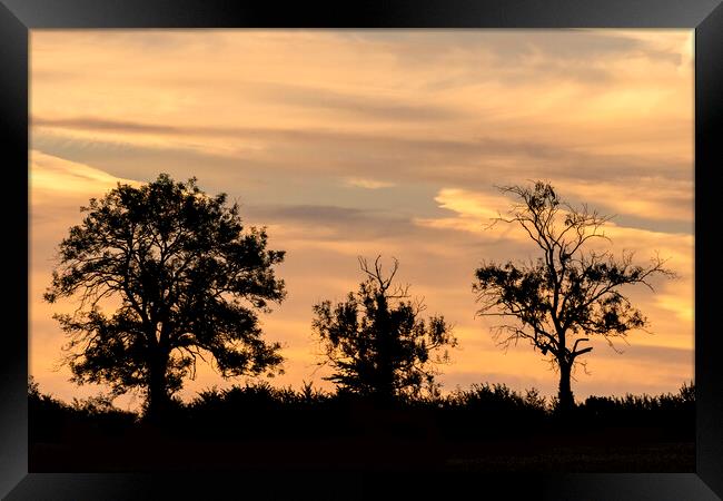 Cotswold Trees At Sunrise Framed Print by Jonathan Thirkell