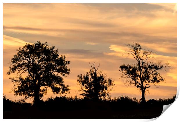 Cotswold Trees At Sunrise Print by Jonathan Thirkell