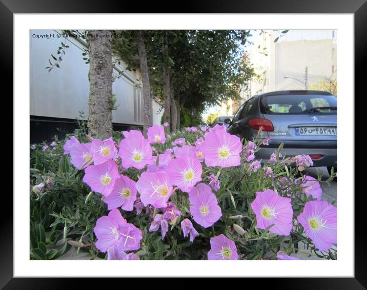 The beauty of nice flowers in summer, Framed Mounted Print by Ali asghar Mazinanian