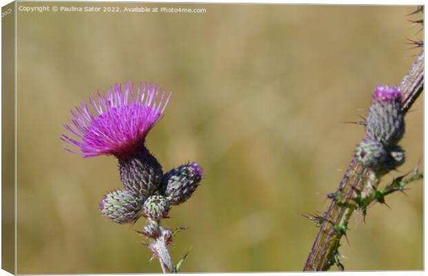 Plumeless thistle Canvas Print by Paulina Sator