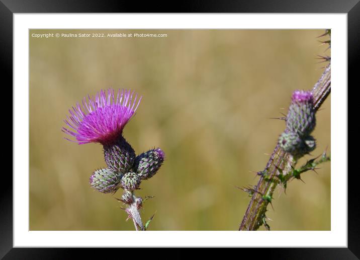 Plumeless thistle Framed Mounted Print by Paulina Sator