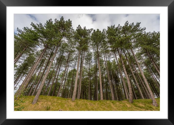 Looking up at pine trees at Formby Woods Framed Mounted Print by Jason Wells