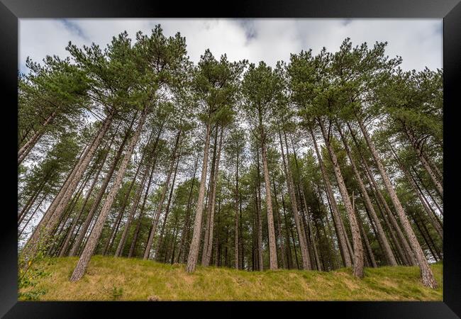 Looking up at pine trees at Formby Woods Framed Print by Jason Wells