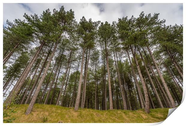 Looking up at pine trees at Formby Woods Print by Jason Wells