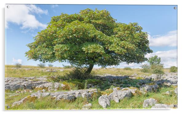 White Scar lone tree Acrylic by Mark Godden