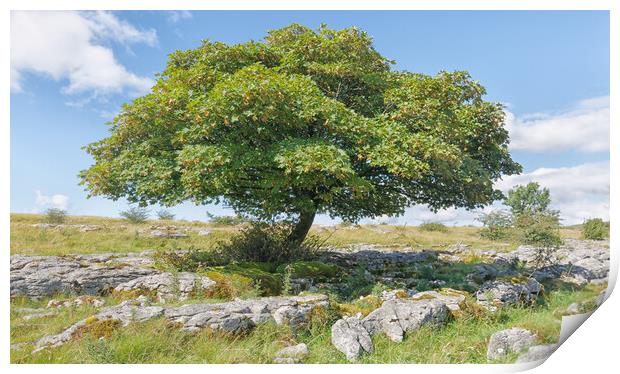 White Scar lone tree Print by Mark Godden