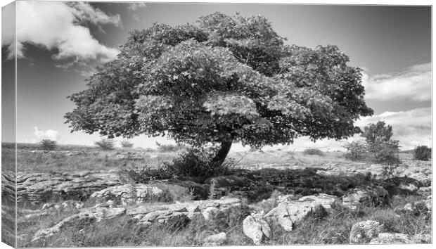 White Scar lone tree Canvas Print by Mark Godden