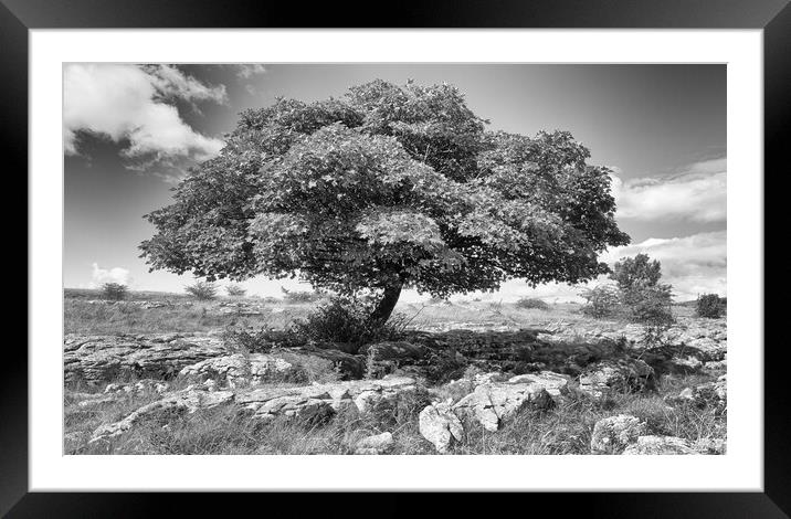 White Scar lone tree Framed Mounted Print by Mark Godden