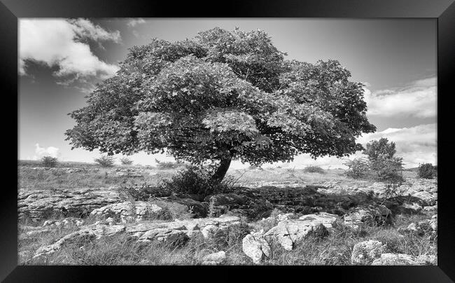 White Scar lone tree Framed Print by Mark Godden