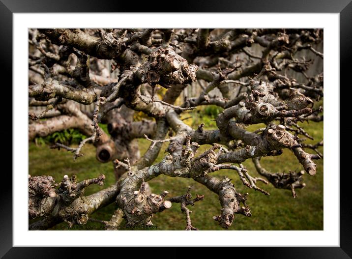 Much Pruned Apple Tree Framed Mounted Print by Sally Wallis