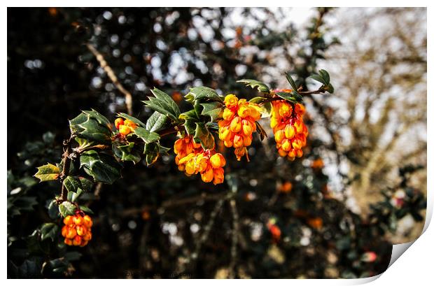 Berberis Darwinii Print by Sally Wallis