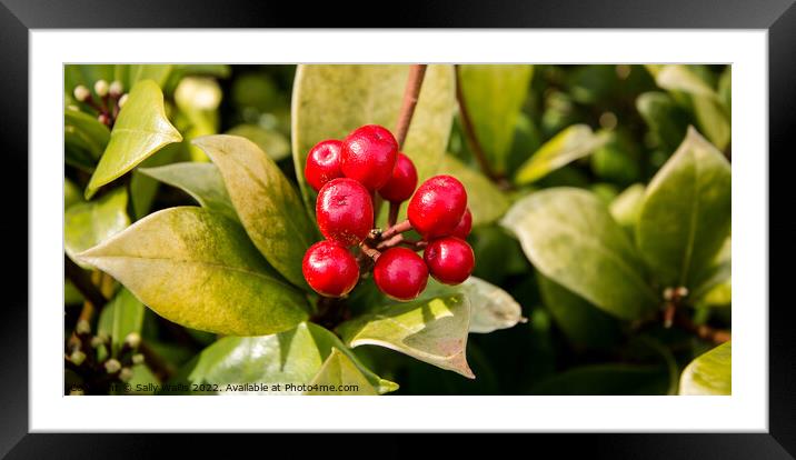 Skimmia berries on bush Framed Mounted Print by Sally Wallis