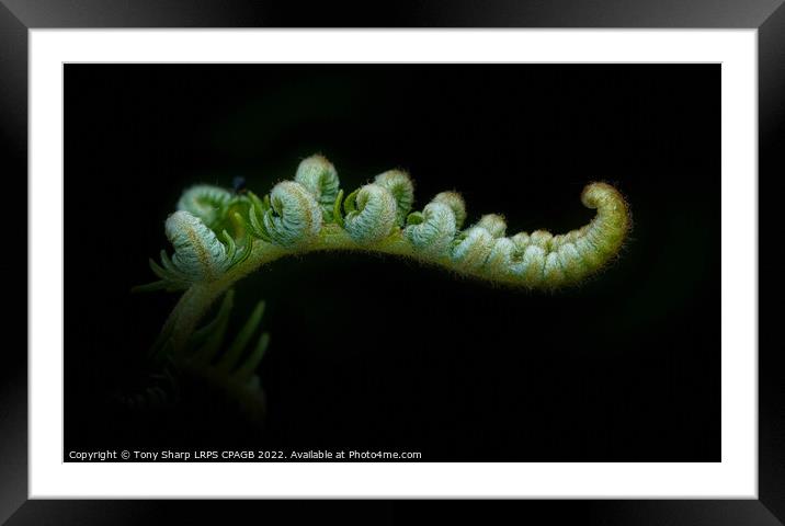 NEW GROWTH 2 - LADY FERN  Framed Mounted Print by Tony Sharp LRPS CPAGB