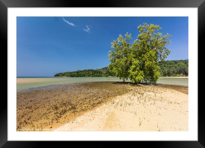 Mangrove Tree, Layan Beach, Phuket, Thailand Framed Mounted Print by Kevin Hellon