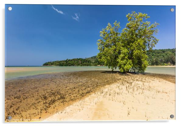 Mangrove Tree, Layan Beach, Phuket, Thailand Acrylic by Kevin Hellon