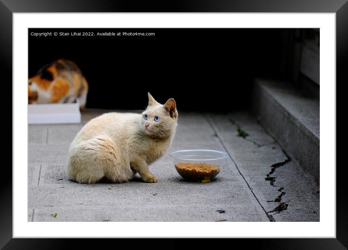 homeless cat with blue eyes Framed Mounted Print by Stan Lihai