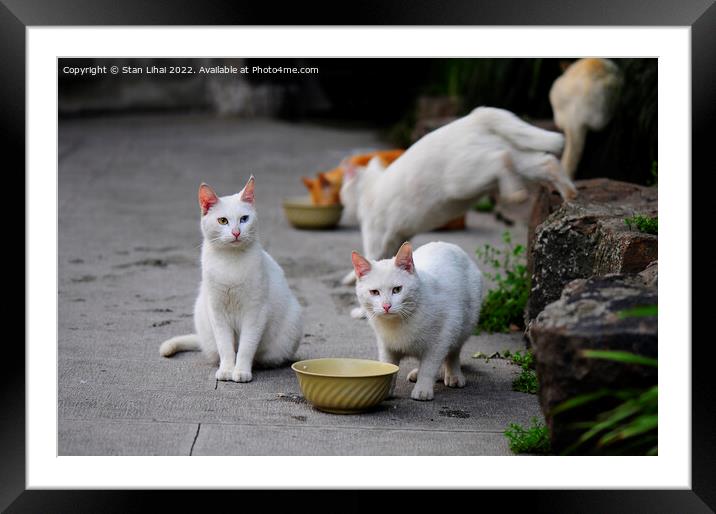 Homeless cats Framed Mounted Print by Stan Lihai