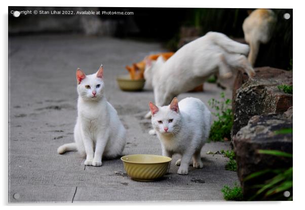 Homeless cats Acrylic by Stan Lihai