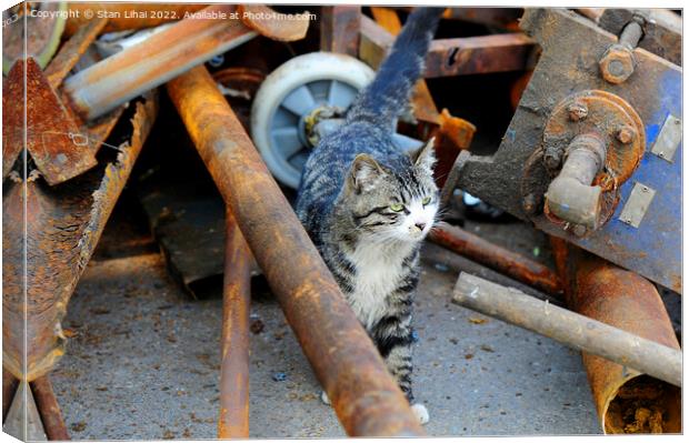A cat against rusty pipes Canvas Print by Stan Lihai