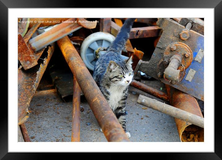 A cat against rusty pipes Framed Mounted Print by Stan Lihai