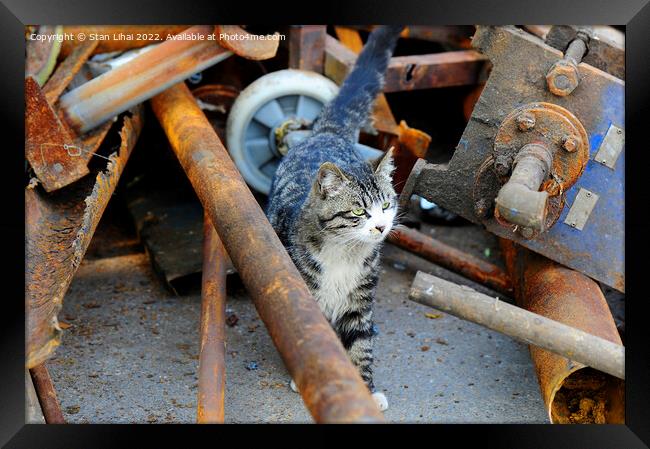 A cat against rusty pipes Framed Print by Stan Lihai