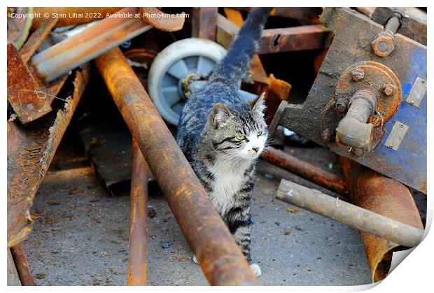 A cat against rusty pipes Print by Stan Lihai