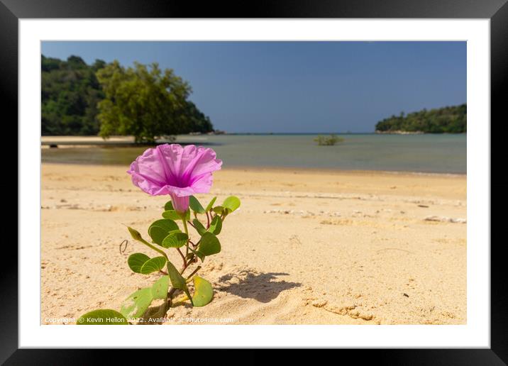 Blooming Ipomoea flower or Beach morning glory Framed Mounted Print by Kevin Hellon