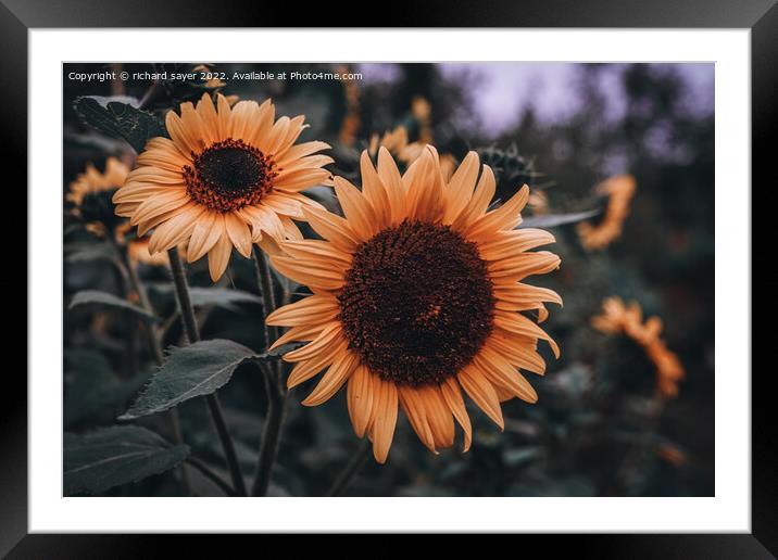 Radiant Autumn Sunflowers Framed Mounted Print by richard sayer