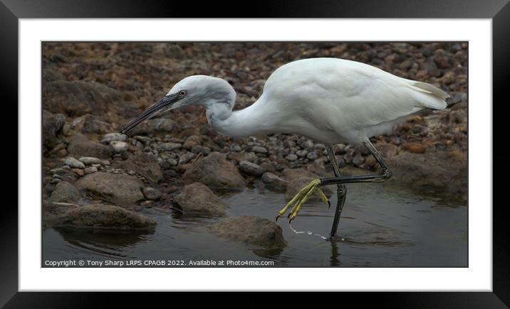  LITTLE EGRET - RYE HARBOUR, EAST SUSSEX Framed Mounted Print by Tony Sharp LRPS CPAGB