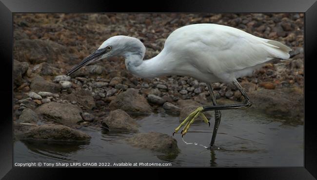  LITTLE EGRET - RYE HARBOUR, EAST SUSSEX Framed Print by Tony Sharp LRPS CPAGB