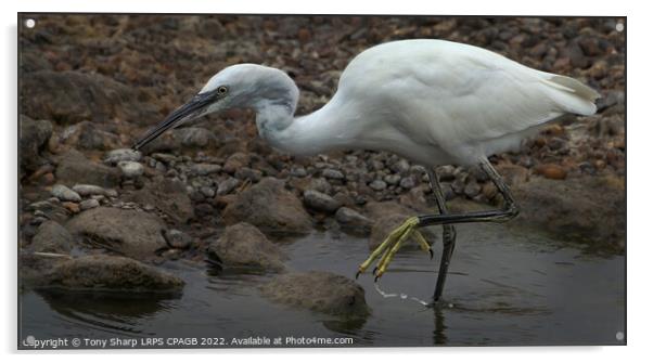  LITTLE EGRET - RYE HARBOUR, EAST SUSSEX Acrylic by Tony Sharp LRPS CPAGB